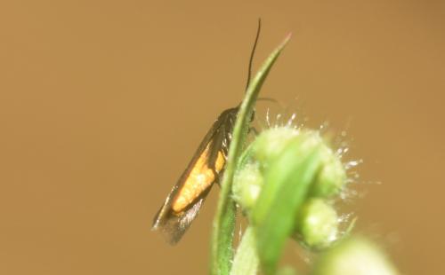 Réf. 344 634 : Scythris sinensis